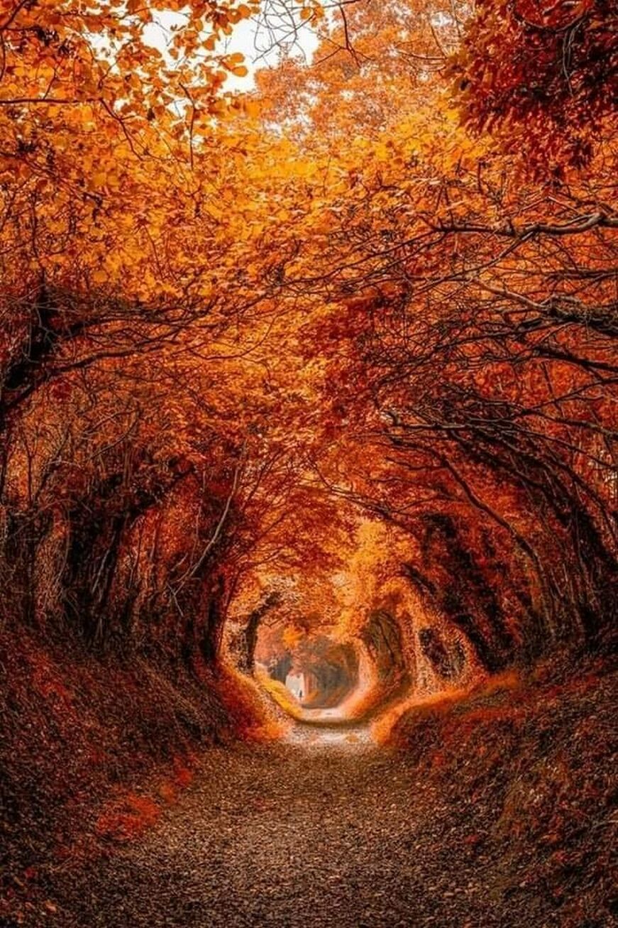 Halnaker Tree Tunnel, West Sussex England