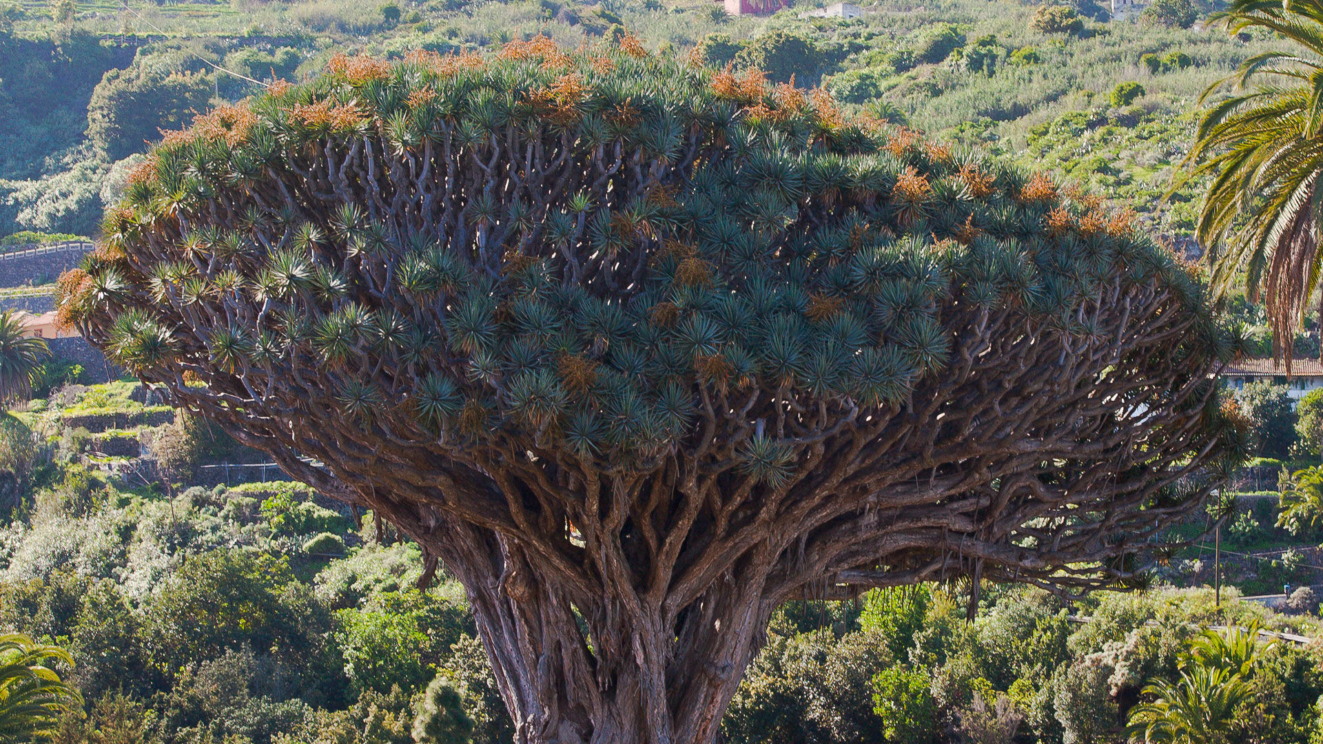 El Drago Milenario Superlative Trees