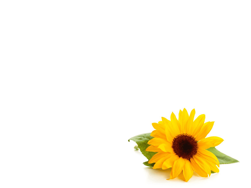 Kraft Seeds Gardening Tool Kit - 9 Pcs (Cultivator, Fork, Trowels, Weeder, Garden Hand Gloves, Pruner Cutter, Scissors, Flower Seeds Packet) | Garden Tools Kit for Home Gardens | Winter Flower Seeds