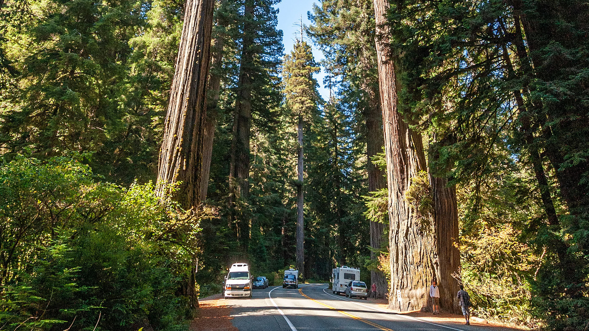 Sequoia Sempervirens Superlative Trees