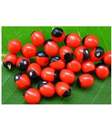 kriwin 51 pcs red/lal chirmi/gumcha seeds