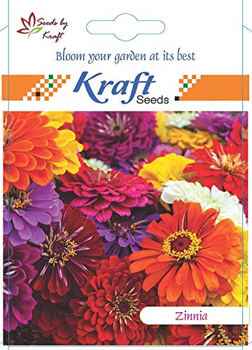kraft seeds zinnia dahlia flower seeds (1 packet, mix 1gm) fragrant flowering plants seeds for home gardening | natural and real planting seeds for indoor home decor | summer flowering seeds for lawn