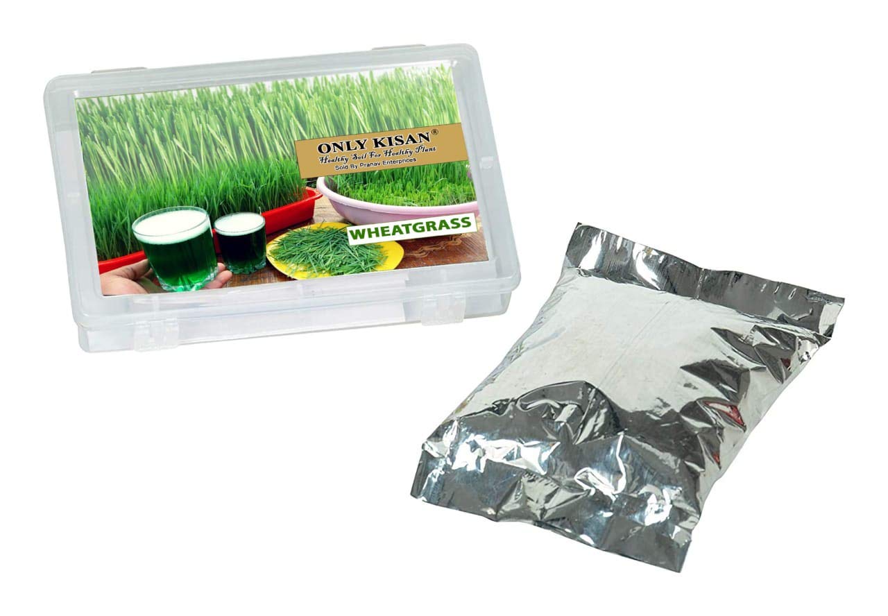 only kisan hybrid wheat grass seeds : 1500 seeds hybrid wheat grass seeds : 1500 seeds.