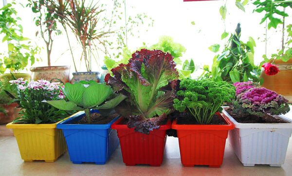 leafy tales rectangular plastic pots for plants, window display, 34.5 x 18.5 x 14 cm, 1 pc, red