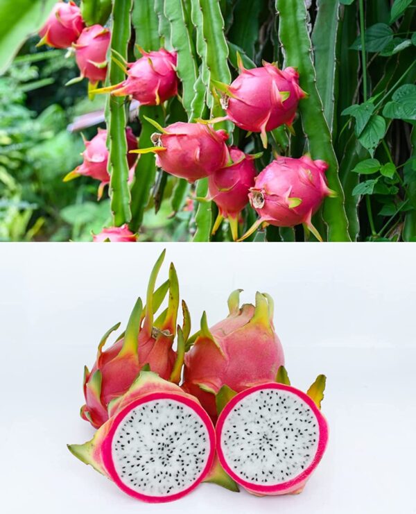 native earth nursery dragon fruit plant (combo pack of 3) all three color varieties red skin with red flesh, red skin with white flesh, yellow skin with white flesh 30cm plant in grow bag(poly bag)