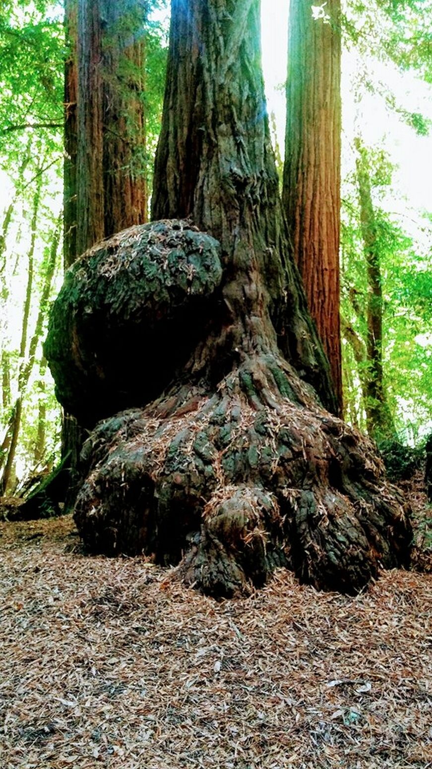 Enormous Burls On A Giant California Coastal Redwood