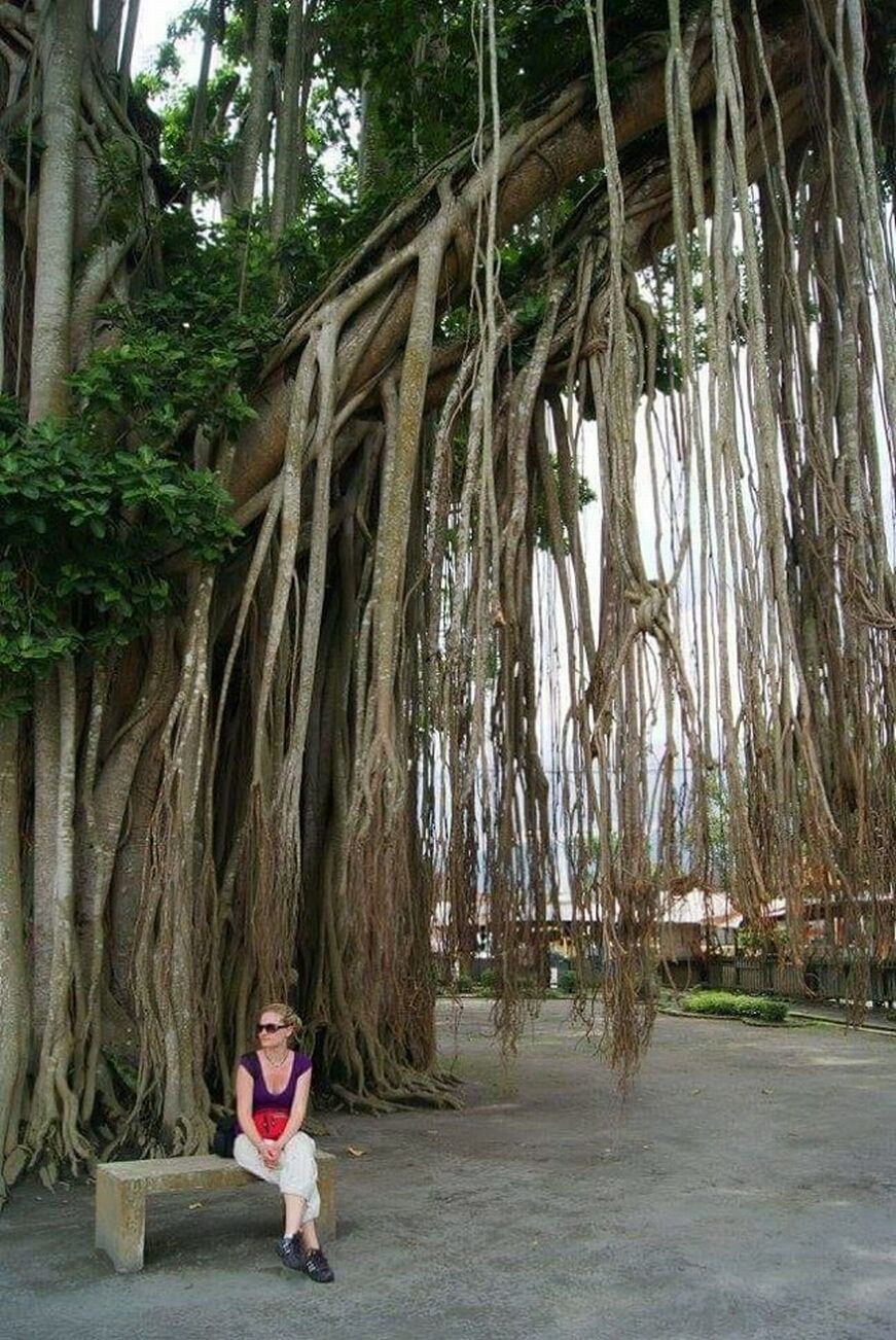 Old Banyan Tree, Mendut Temple Compound, Indonesia