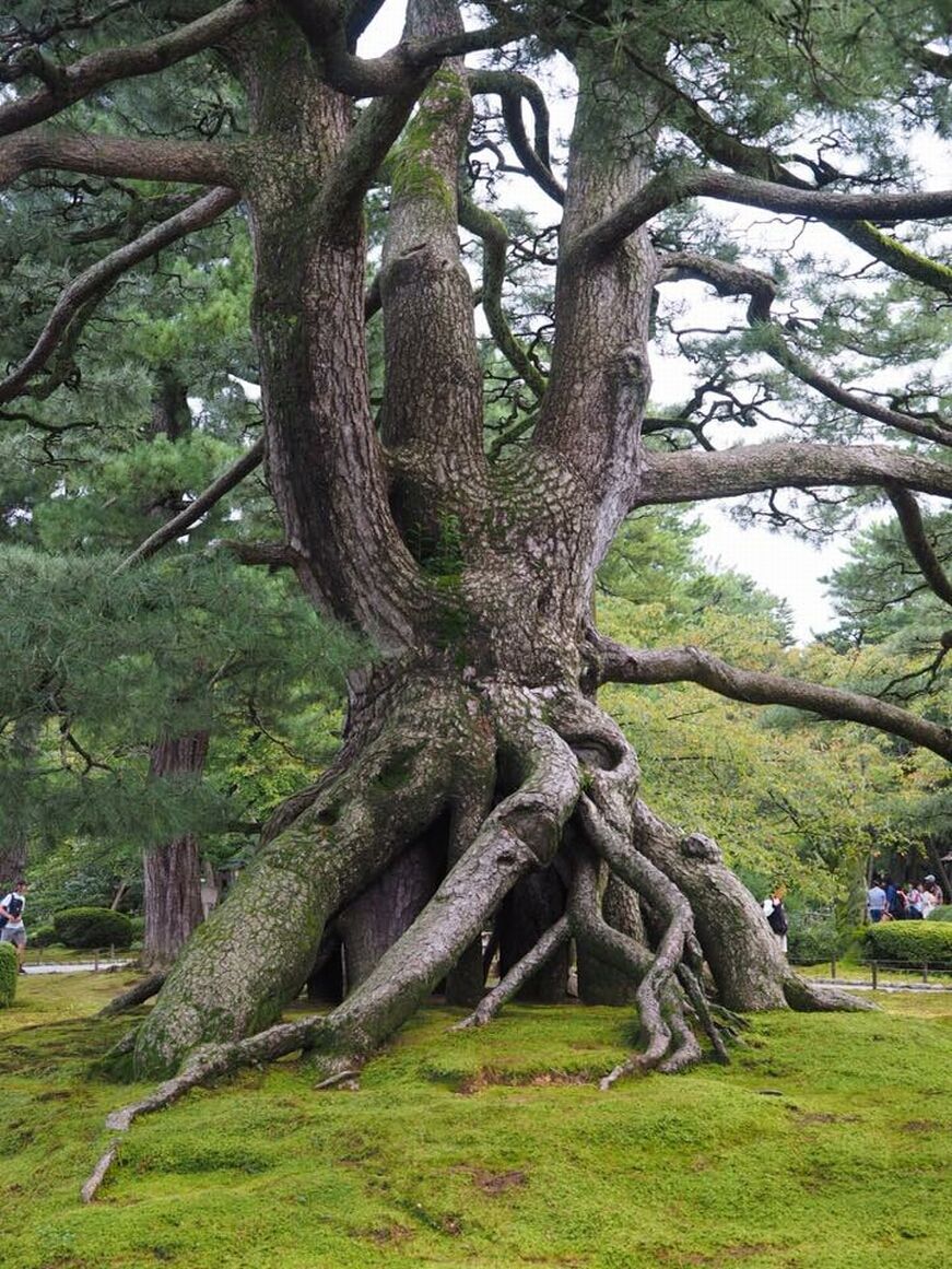 Over 200 Years Old Neagari Matsu Pine Tree Kenrokuen Garden Kanazawa Japan