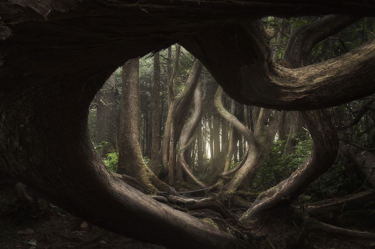 Twisted Forest, Vancouver Island, Canada