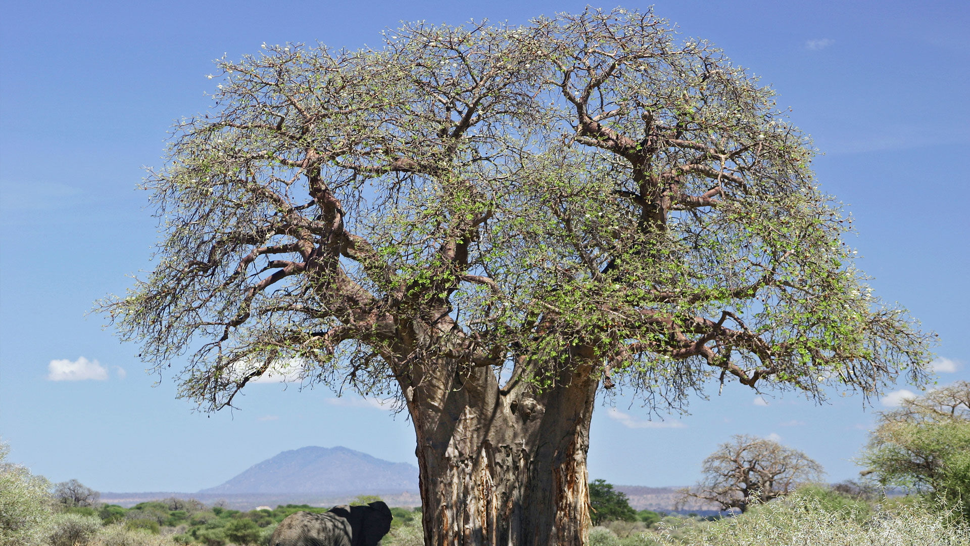Baobab Tree Tanzania Superlative Trees