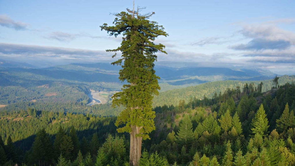 Tallest Trees in the World Baag.in