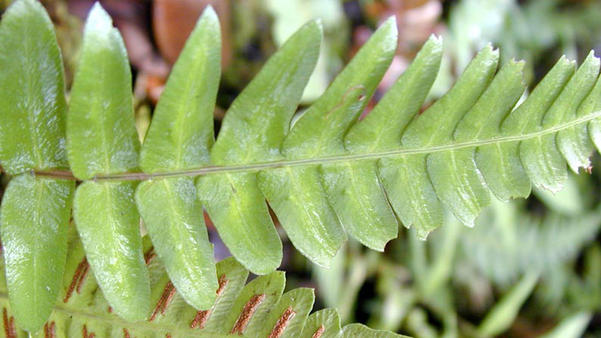 Pinnate Leaf Superlative Trees