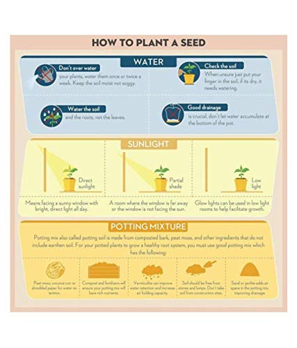 aero seeds combo of 640+ seeds 20 varieties of flower seeds for your garden beautiful bloom germination seeds