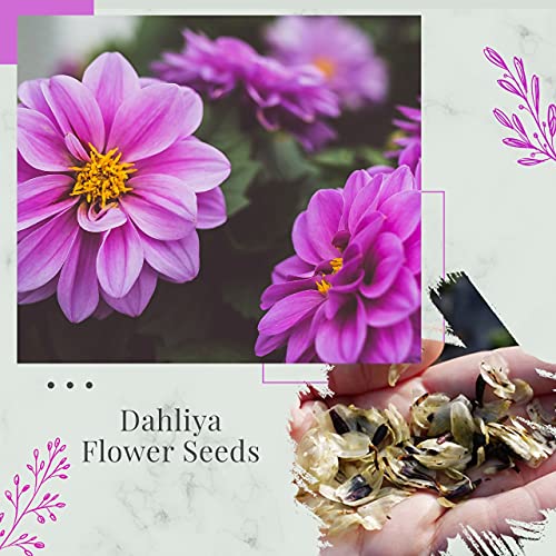 leafy tales dahlia flower seeds for gardening, balcony gardening, planting seeds(pack of 100 seeds)