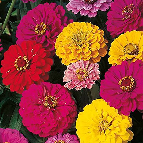 leafy tales dahlia flower seeds for gardening, balcony gardening, planting seeds(pack of 100 seeds)