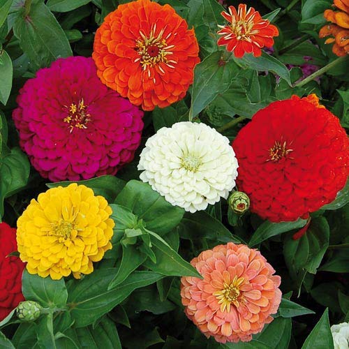 kraft seeds zinnia dahlia flower seeds (1 packet, mix 1gm) fragrant flowering plants seeds for home gardening | natural and real planting seeds for indoor home decor | summer flowering seeds for lawn