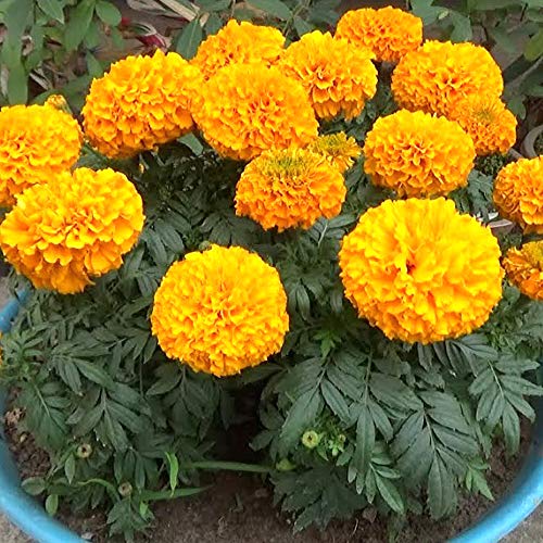 kraft seeds african marigold flower seeds (1 packet, mix 1gm) | flowering plants seeds for home gardening | natural and real planting seeds for indoor home decor | summer flowering seeds for planters