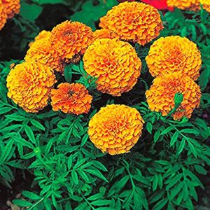 kraft seeds african marigold flower seeds (1 packet, mix 1gm) | flowering plants seeds for home gardening | natural and real planting seeds for indoor home decor | summer flowering seeds for planters