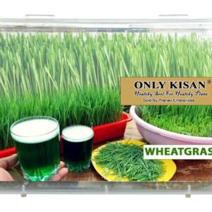 only kisan hybrid wheat grass seeds : 1500 seeds hybrid wheat grass seeds : 1500 seeds.