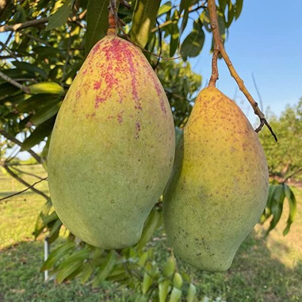 native earth nursery " totapuri mango " hybrid 1 healthy live plant (grafted plant, 2 3 feet height)