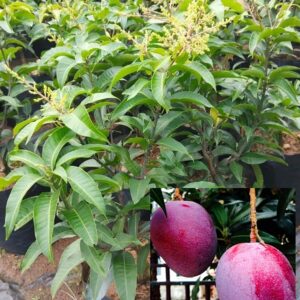 native earth nursery " thai all time mango " hybrid healthy baramasi mango fruit plant (grafted plant, 2 3 feet height) live plant for home garden