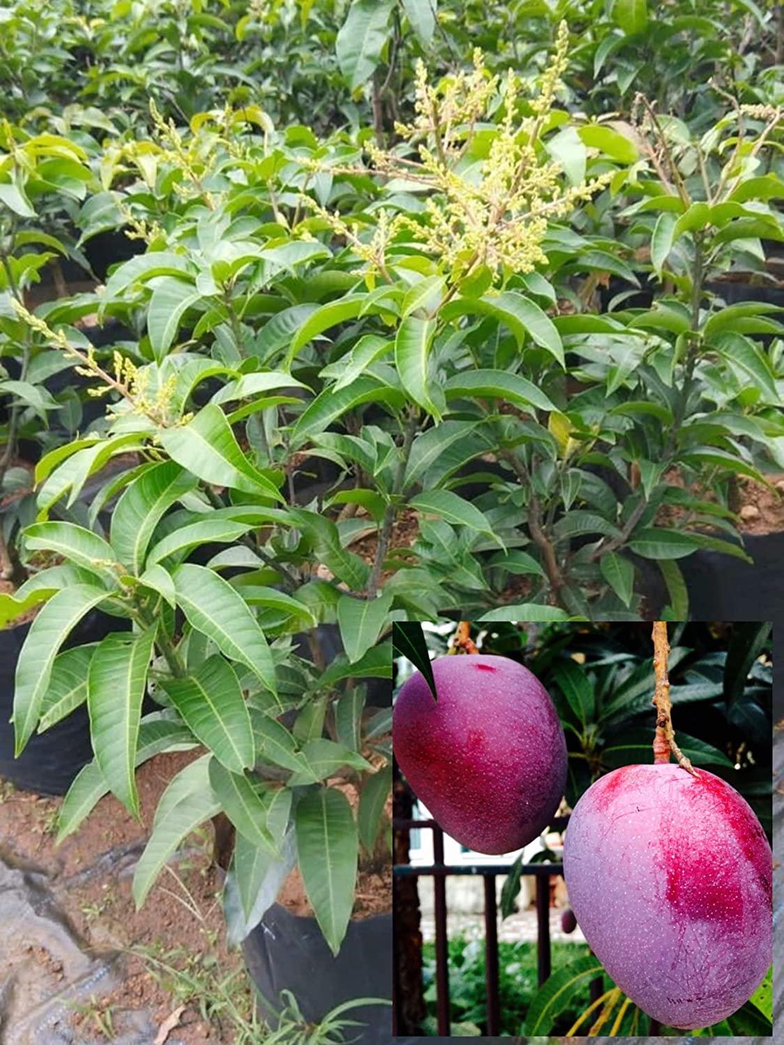 native earth nursery " thai all time mango " hybrid healthy baramasi mango fruit plant (grafted plant, 2 3 feet height) live plant for home garden